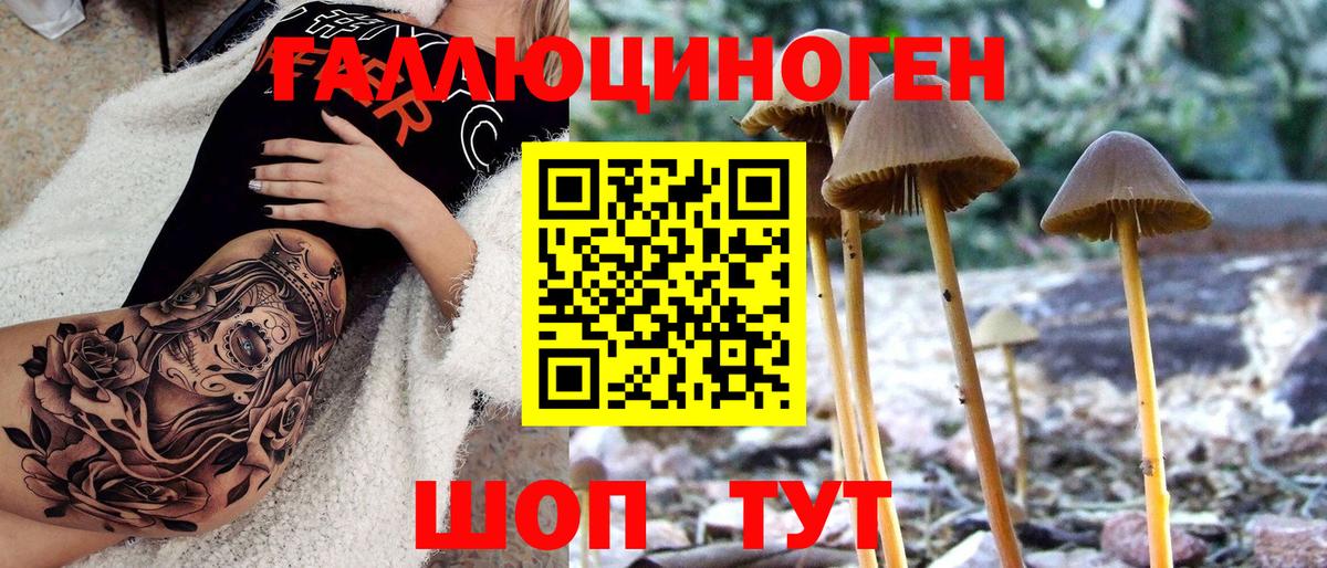 Псилоцибиновые грибы Cubensis  Вход с VPN  Приморско-Ахтарск 
